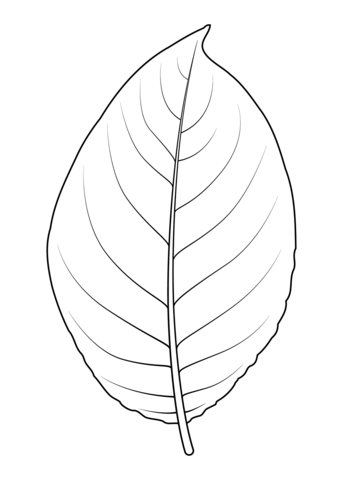 Goat Willow Leaf Coloring Page